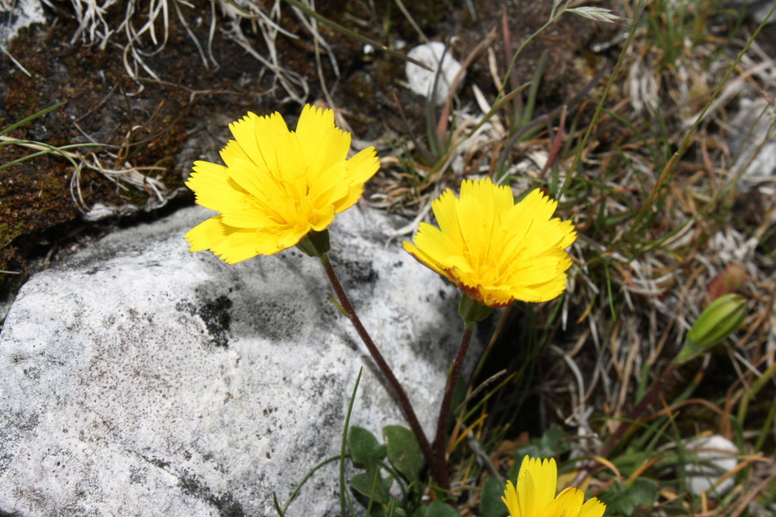 Robertia taraxacoides